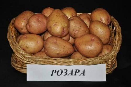 Odrůdy brambor s vysokým obsahem škrobu. Seznam nejlepších odrůd brambor v abecedním pořadí