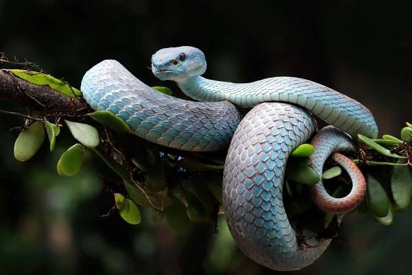 [100+] Python Wallpapers