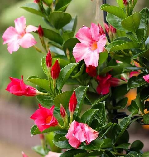 Mandevilla - pěstování - Dobře Bydlet