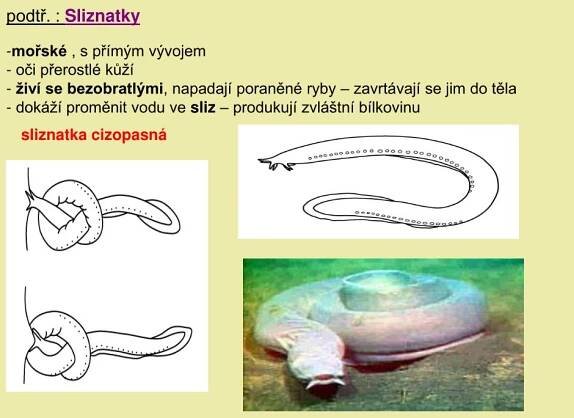 PPT - Strunatci PowerPoint Presentation, free download - ID:4342680