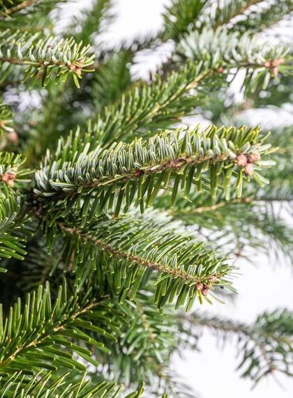 Jedle kavkazská, Abies nordmanniana, kontejnerovaná skladem | ZAZUMi.cz