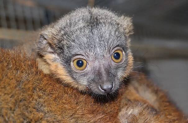 Chovatelům v plzeňské zoo dělají radost dvojčata lemura límcového i tři mláďata damanů kapských