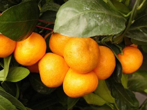 Zamořená jablka a citrusy po celé EU: Obsahují pesticidy, které mohou poškodit mozek