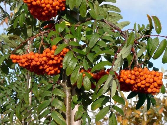Sorbus aucuparia Edulis - jeřáb sladkoplodý