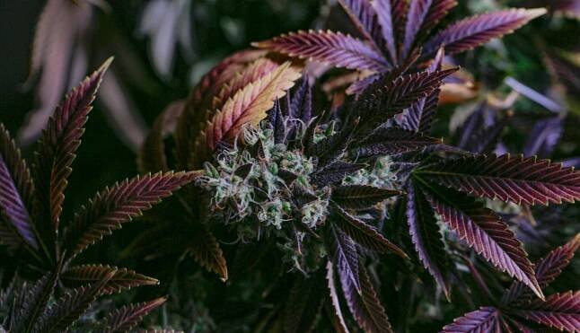 All You Need To Know About THC-P