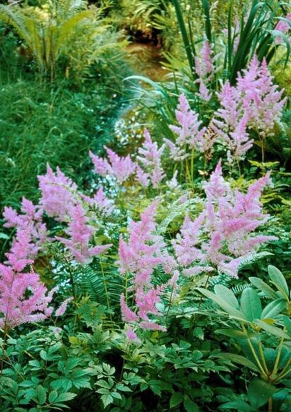 How to Plant and Grow Astilbe to Add Color to Shady Spots