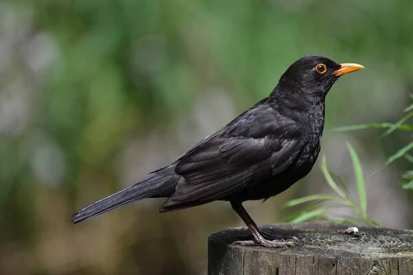 kos černý (Turdus merula)