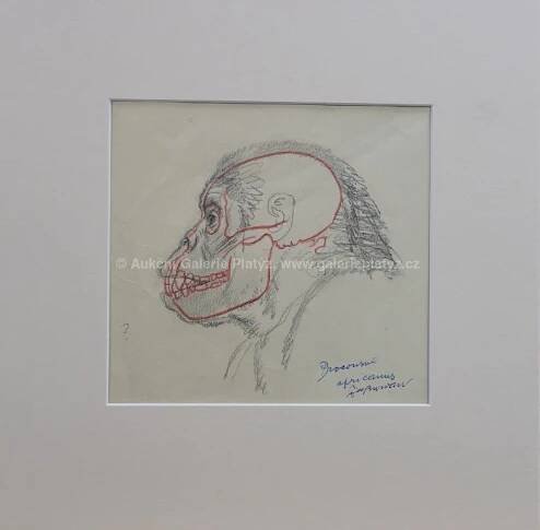 Zdeněk Burian - Studie lidoopa - Aukční Galerie Platýz