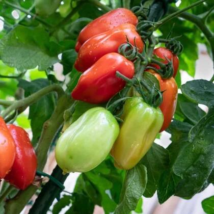 Rajče San Marzano Gigante F1 - Solanum lycopersicum - semena rajčete - 8 ks od 37 Kč - Heureka.cz