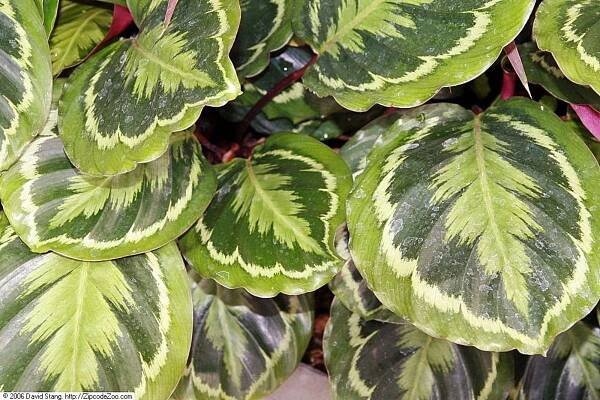 medailon calathea