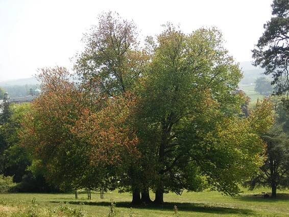 Acer rubrum