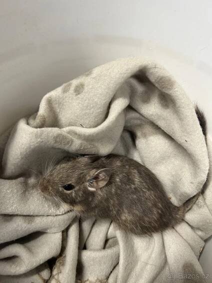 Daruju osmáky degu