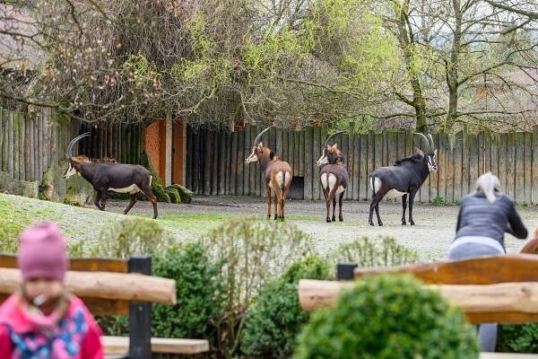 Narvané parkoviště, fronty před vstupem. Safari park přilákal přes 3 tisíce lidí