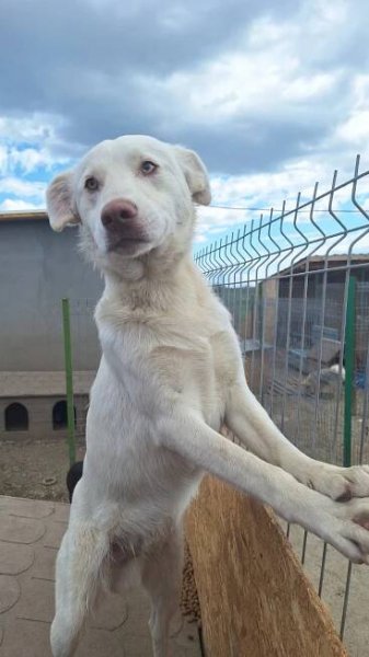 Zip - Labradorský retrívr x - štěně pes adopce