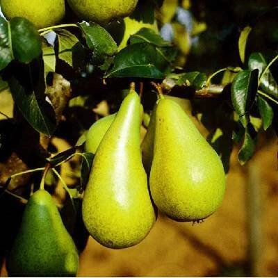 Hrušeň podzimní 'Konference' - Pyrus communis 'Konference', Kontejner o objemu 15 litrů