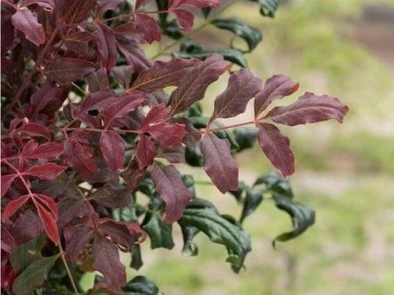 Nandina domácí 'Curly Obsessed' - Zahradnictví Spomyšl