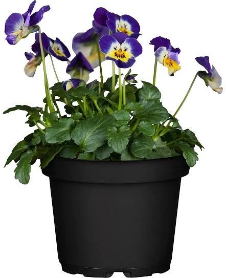 OBI Violka rohatá "Ice Teenie" průměr květináče cca 11 cm Viola cornuta
