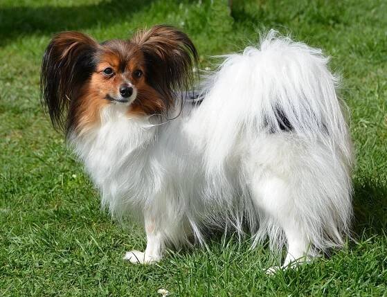 JetBat*CZ - Papillon s PP