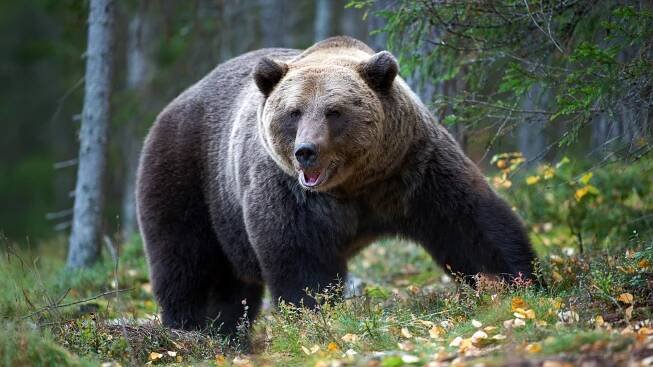 Lidé na Valašsku zahlédli medvěda. Choďte ve skupinkách, radí lidem obec