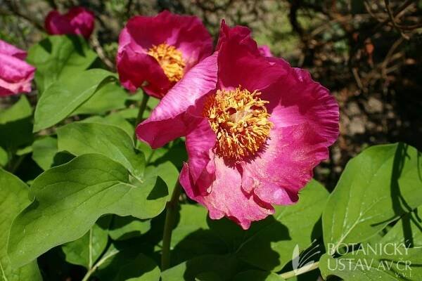 Paeonia daurica - pivoňka dahurská | trvalky na alpinu | Alpinum | Průhonický park | Fotogalerie | iBotky.cz