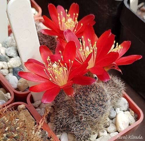 Rebutia spegazziniana