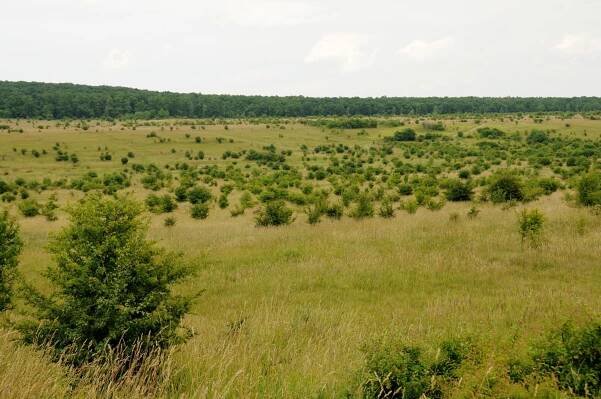 ceska-krajina-rezervace-milovice-traviny