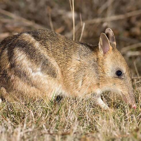 Species - Eastern Barred Bandicoot - Penguin Foundation - Phillip Island