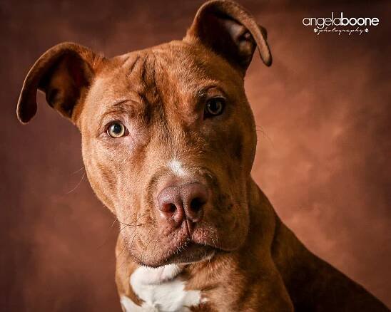 Twin Cities Pet Photographer