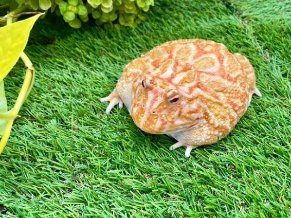 pacmanfrog - frog legs - stock snímky, obrázky a fotky