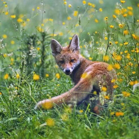 Tiere – Landesjagdverband Nordrhein-Westfalen e.V.