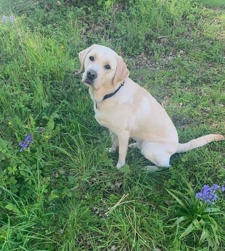 Your dog questions, answered