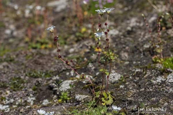 Lomikámen nicí (Saxifraga cernua)