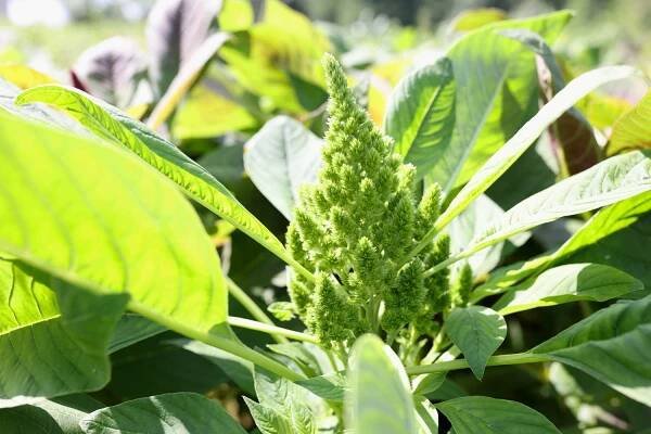 redroot pigweed amaranthus retroflexus také nazývaný amarant s červeným kořenem - laskavcovité - stock snímky, obrázky a fotky