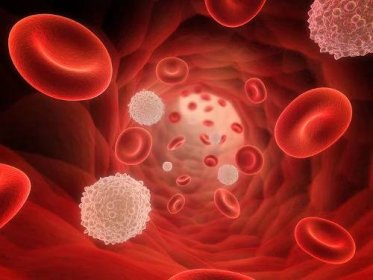 Co znamenají zvýšené bílé krvinky?