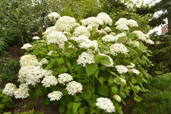 Smooth,Hydrangea,'annabelle',(hydrangea,Arborescens)