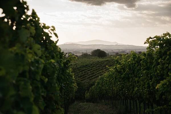 Vinařství Sing Wine z Velkých Bílovic - PIJME VÍNO S LÁSKOU