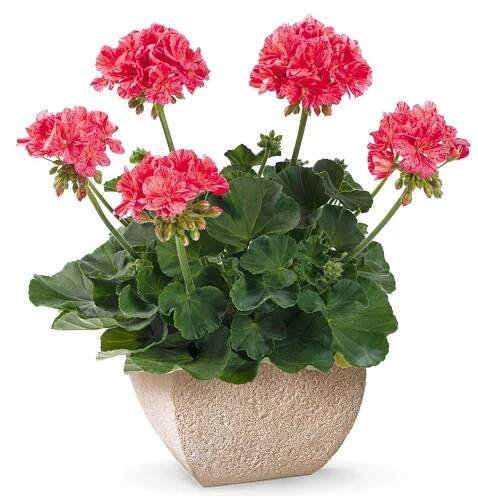 Muškáty – Pelargonie – Zahradnictví Exotické plodiny