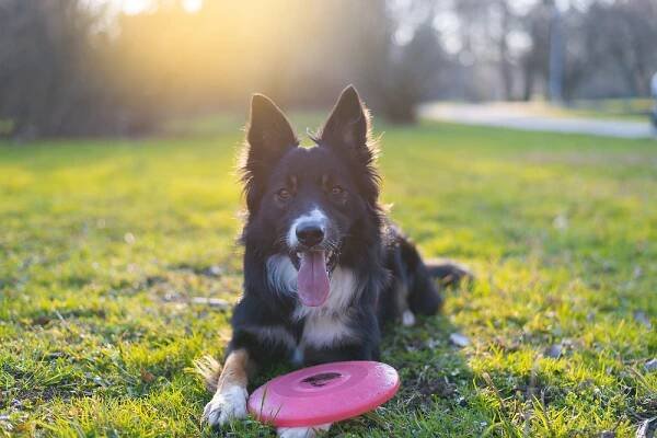 DogFrisbee | Tricolori.cz