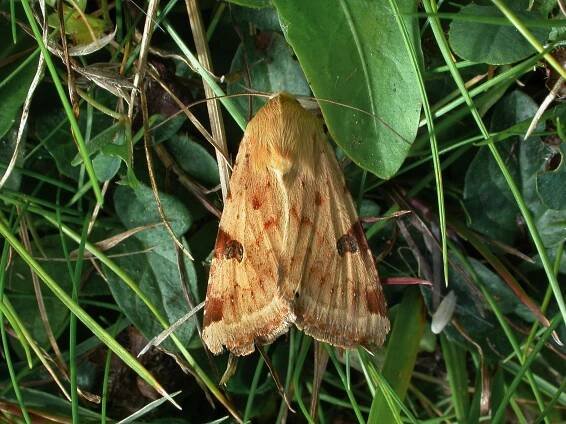 Soubor:73.074 BF2403 Bordered Straw, Heliothis peltigera (3127389111).jpg – Wikipedie