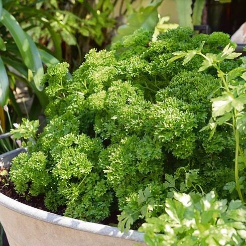 Kitchen Garden Blend Parsley - Excellent herb to grow