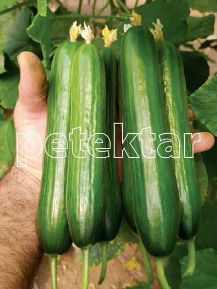 Özel Cucumber Seed