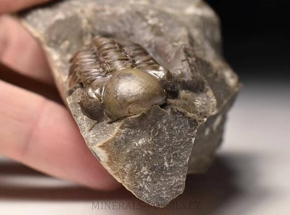 trilobit Reedops decorus | minerals-fossils.cz