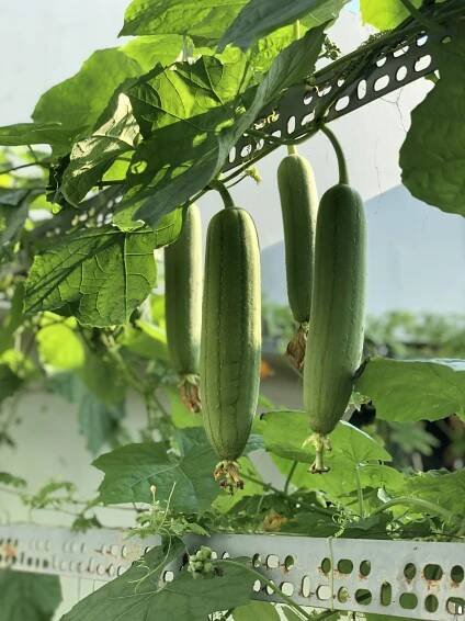 Lufa válcovitá: Exotická zelenina i přírodní žínka