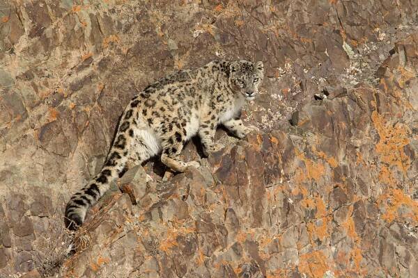 Snow Leopard in Ladakh (image by Mike Watson)