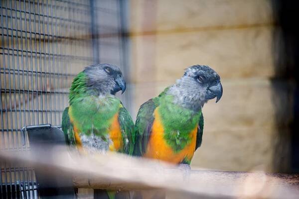 ZOO Bošovice: Papouščí ráj » evillina.com