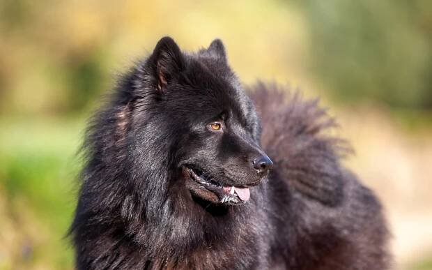 euroasier pes - eurasier - stock snímky, obrázky a fotky