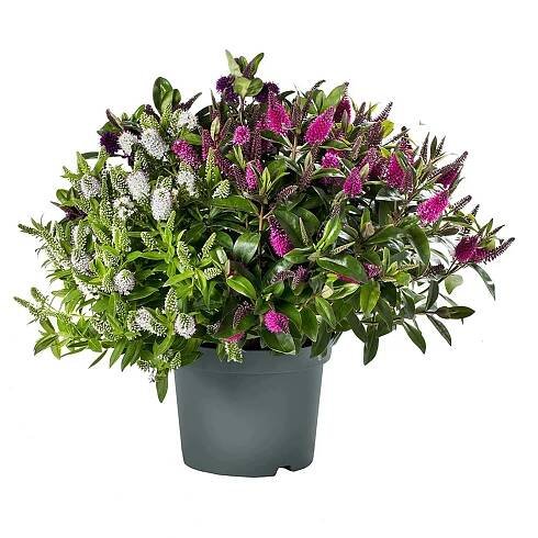 Hebe Andersonova (Hebe andersonii) "Quattros" 40 cm, pr. 23 cm