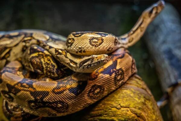 Proč Royal Python nejí?
