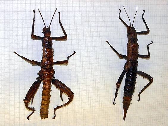 Eurycantha horrida