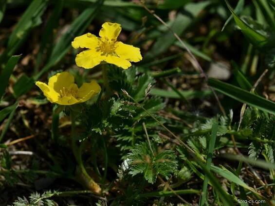 Mochna husí (Potentilla anserina)